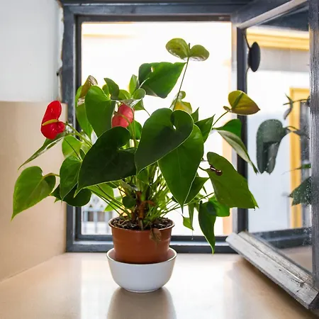 Apartmán Corral Del Conde